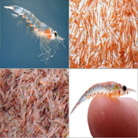 Krill Yağı Nedir, Faydaları ve Yan Etkileri Nelerdir?