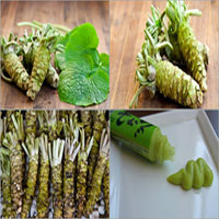 Vasabi (Wasabi) Nedir, Faydaları ve Zararları Nelerdir?